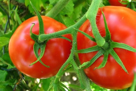 Organic Tomatoes Contain More Antioxidants, Says New Study