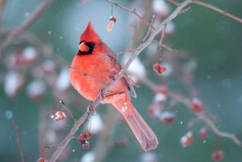 Teach Your Kids about Nature this Weekend with the Great Backyard Bird Count