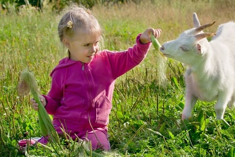 Growing Up On a Farm Lowers Your Risk of Developing Allergies
