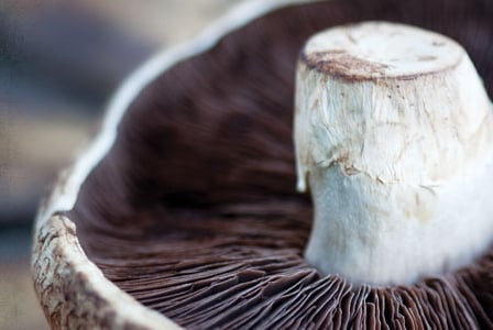 Vitamin D in Mushrooms