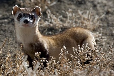 Wildlife Wednesday: Black-Footed Ferret
