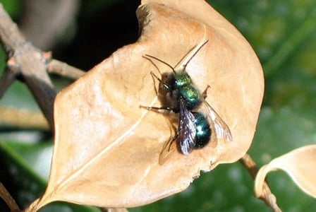 Mason Bees
