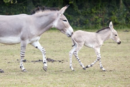 Wildlife Wednesday: African Wild Ass
