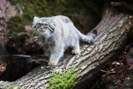 Wildlife Wednesday: Pallas's Cat