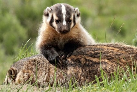 Wildlife Wednesday: American Badger