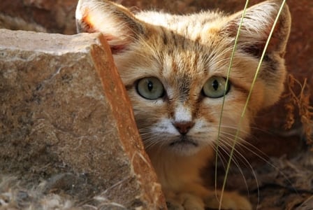 Wildlife Wednesday: Sand Cat