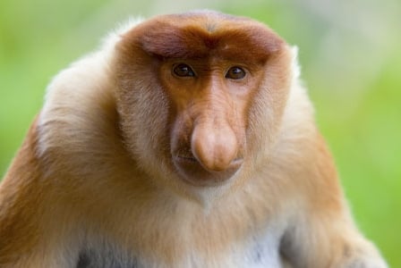 Wildlife Wednesday: Proboscis Monkey
