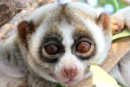 Wildlife Wednesday: Slow Loris
