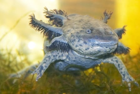 Wildlife Wednesday: Axolotl
