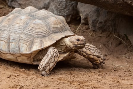 Wildlife Wednesday: Galápagos Giant Tortoise
