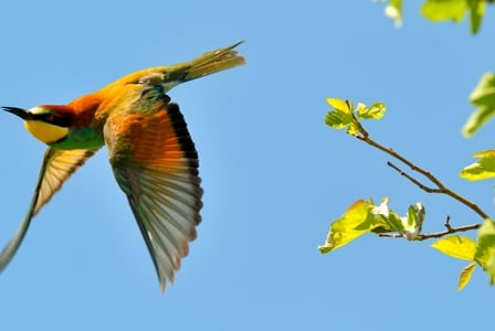 Wildlife Wednesday: European Bee-Eater
