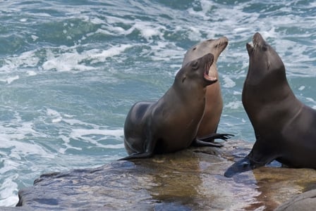 Wildlife Wednesday: California Sea Lion
