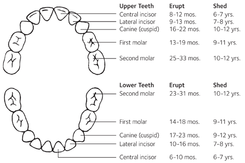 ADA baby teeth eruption chart