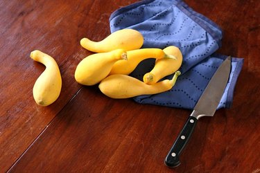 A group of yellow crookneck squash on a dark wooden surface, with a chef\'s knife and a blue kitchen towel