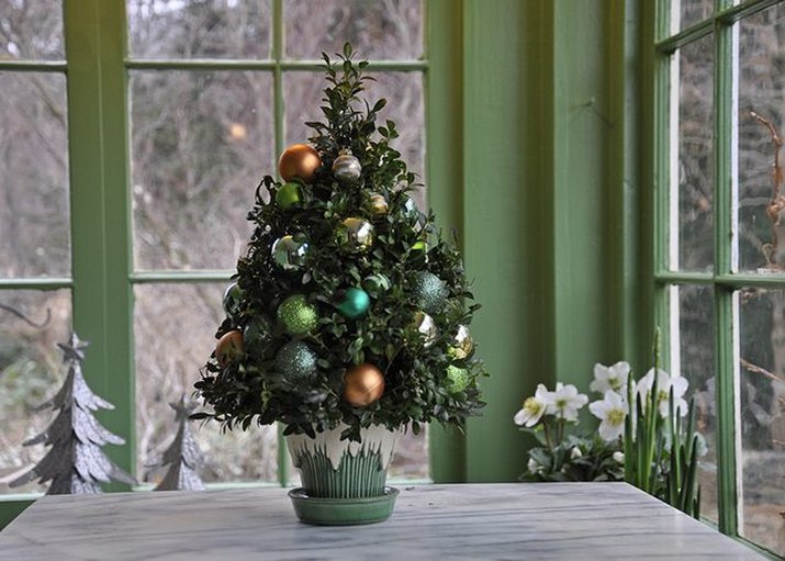 boxwood christmas tree